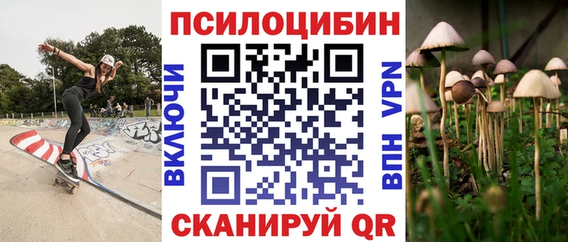 блэк спрут вход  Почеп  Псилоцибиновые грибы Cubensis 